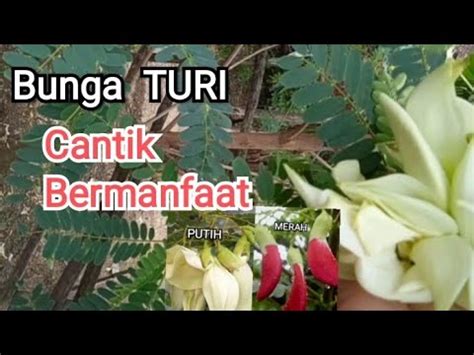 Bunga Turi Sesbania Grandiflora Cantik Penuh Manfaat YouTube