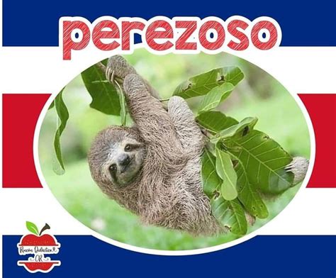 Pin by Jennifer Ulate on Educación in 2023 | Costa rica, Costa, Bird
