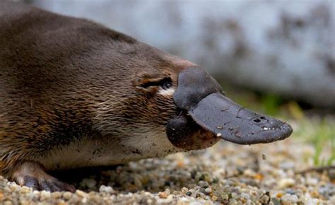 How long do Platypus live