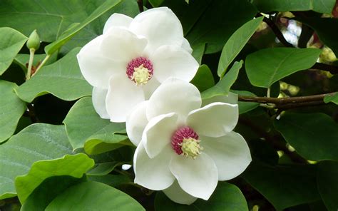 Set in a primitive society, beautiful flowers is an artistic portrayal of the influence of religion on a society trying to interpret the will of the gods, while both asking for their. Are These The Worlds Top 13 Most Beautiful Flowers?