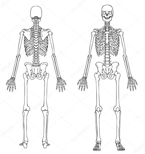 Sketch Of Human Body Front And Back Sketch Templates