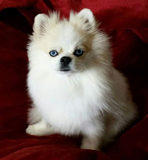 Baby Blue Eyes Pomeranian Beloved Dog Pomeranian