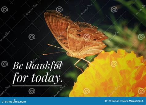 Inspirational Quote Thankful For Today With Butterfly On A Flower