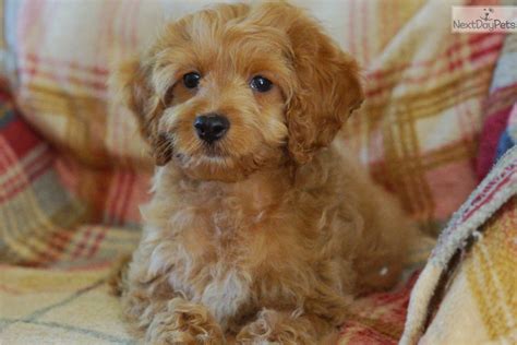 Cockapoo in dogs & puppies for rehoming in toronto (gta). Cockapoo puppy for sale near Philadelphia, Pennsylvania ...