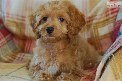 Cockapoo dogs & puppies in uk. Cockapoo puppy for sale near Philadelphia, Pennsylvania ...