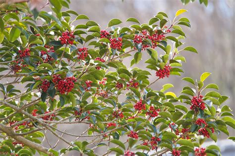 18 Species Of Holly Plants