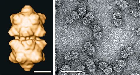 Electron Microscope Image Of Maize Streak Virus Msv Download
