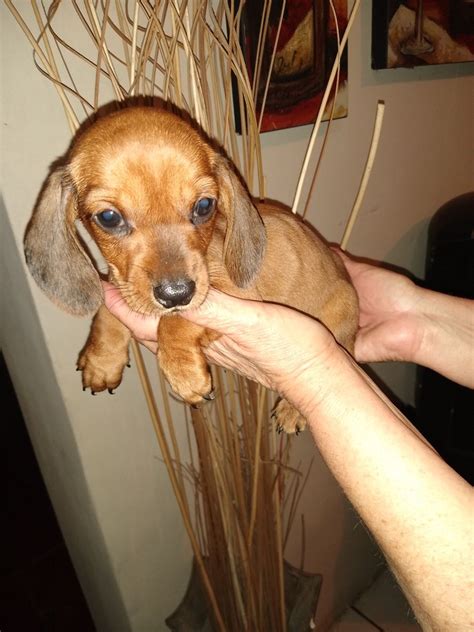 Puppy Perfect Wiener Dog Puppies Dachshund