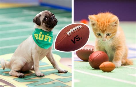 Puppy Bowl Vs Kitten Bowl Which Is Adorably Superior Tv Insider