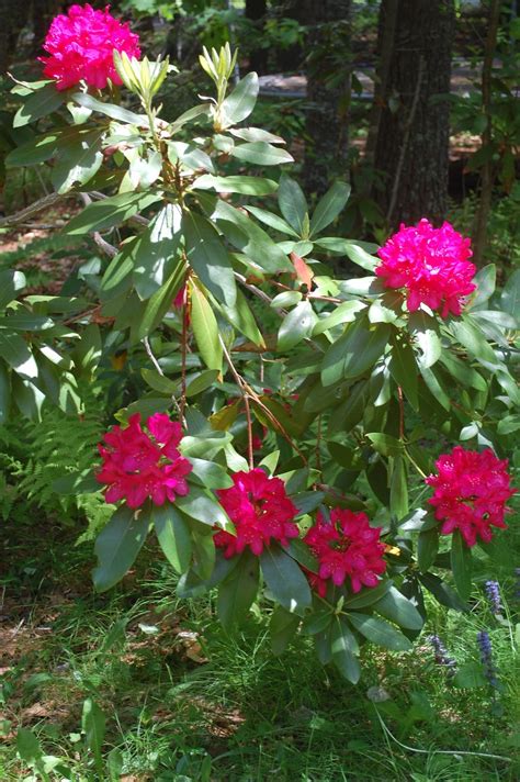 Oct 03, 2016 · what you see are sprouts from the roots of the existing tree; Sprouts: Rhododendrons in Bloom