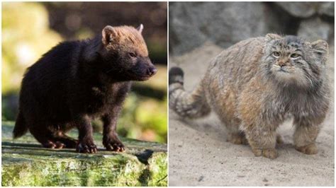 14 Spesies Anjing dan Kucing Langka di Dunia, Ada yang Mirip Rakun
