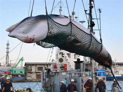 After Lifting 30 Year Commercial Whaling Ban Japan Catches Its First