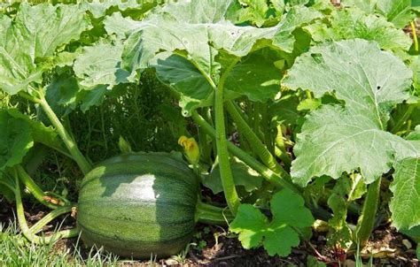 How To Identify The 27 Most Common Vegetable Plants