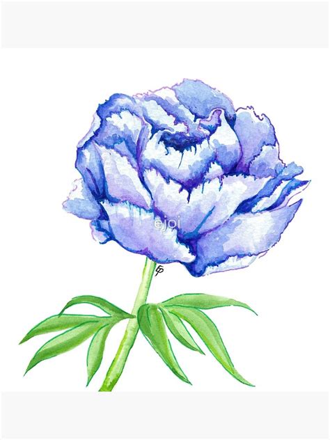 Blue Peony Canvas Print For Sale By Ejoi Redbubble