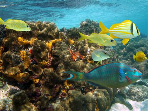 Best Snorkeling Spots In Jamaica Islands