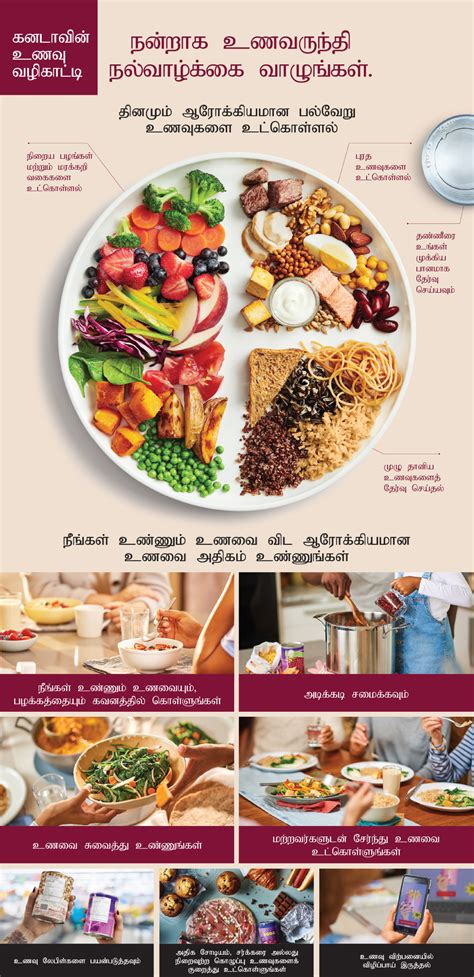 Food Pyramid In Tamil à®ªà®Ÿ à®®à®® Ecological Pyramid Ta Svg à®¤à