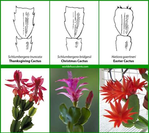 That's normal… because it's not a christmas cactus. FFGC District VII - Posts | Facebook