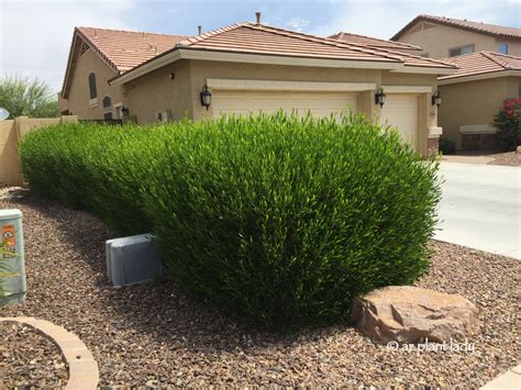 Here are some tough perennials that grow well in dry shade! An Attractive, Drought-Tolerant Hedge for Southwestern ...