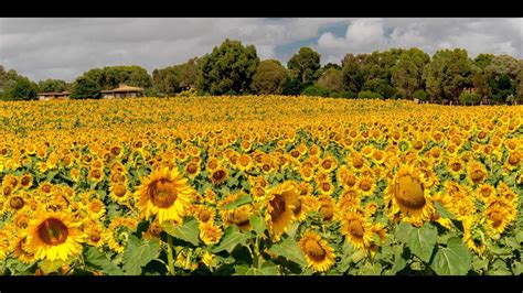 Sunflower Farm Melbourne Best Flower Site