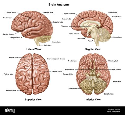 Brain Anatomy Illustration Stock Photo Alamy