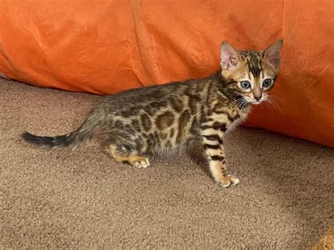 Available Bengal Kittens Bengals Australia