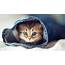 Kitty Cat Wallpaper 72  Images