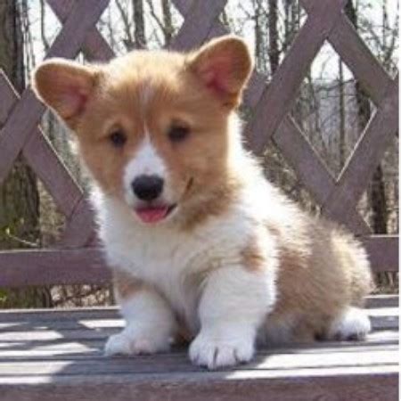 A rescue that focuses on pembroke & cardigan welsh corgis. Arkansas Corgis: Randall's Pembroke Welsh Corgis, Pembroke ...
