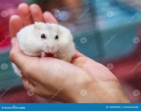 The Female Djungarian Dwarf Hamster Is Sitting On The Wood Sawdust And Looking Up Royalty Free