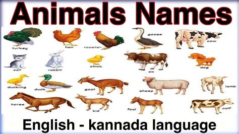 Different kinds of animals have different animal cells contain small structures called organelles, which help carry out the normal operations of a cell. ANIMALS NAME | Learn animal names with pictures in English ...