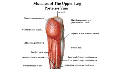 Each of these muscles is a discrete organ constructed of skeletal muscle tissue, blood vessels, tendons, and nerves. Muscles of the upper leg (posterior view) | Human body ...