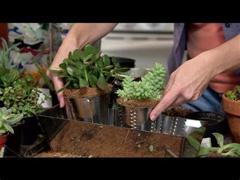 Do succulents clean the air? How to Plant an Indoor Succulent Garden with Gina - YouTube