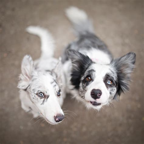 23 Blue Merle Border Collie Puppies For Sale In North Carolina