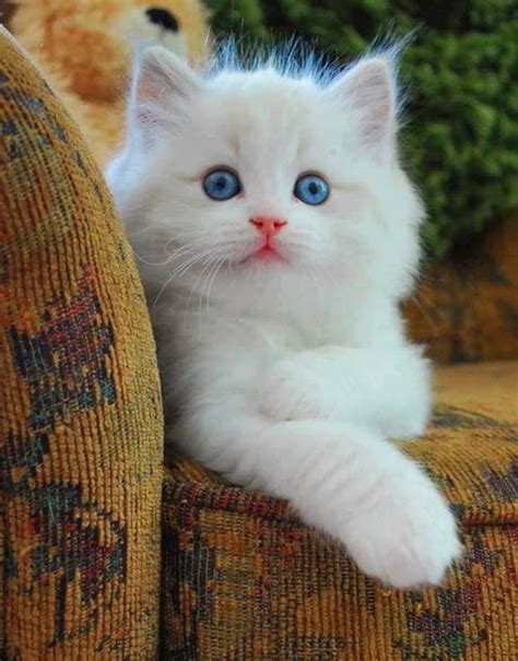 Blue Eyed White Kitten Express Photos