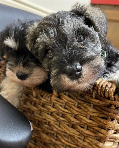 How Much Is A Schnauzer Puppy