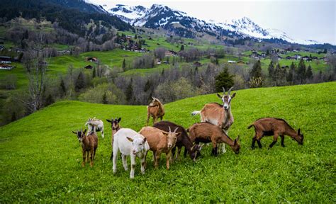 Herd Of Goats Grazing In Pasture Near Mountains And Village · Free