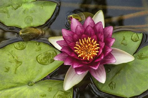 Water Lily 24 Cleary Fine Art Photography