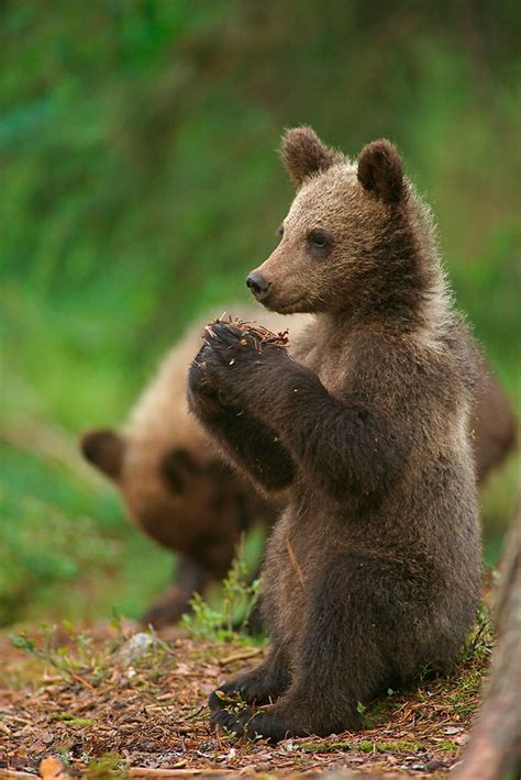 Junger Braunbär Forum für Naturfotografen Braunbär Bär