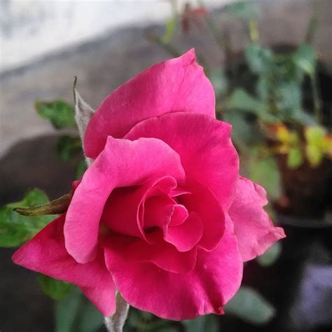 Terkeren 11 Bunga Mawar Yang Tak Berduri Gambar Bunga Hd