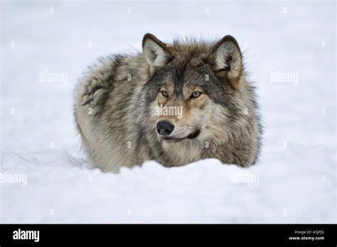 Eastern Timber Wolf Canis Lupus Lycaon Stock Photo Alamy