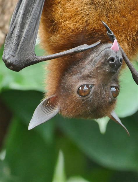 Indian Flying Fox Bat Species Animal Photography Animals Beautiful