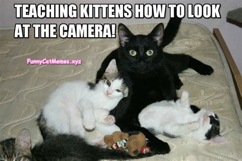 Black Cats Are The Best Teachers! - Funny Cat MEME 30,571 likes · 236 talking about this.