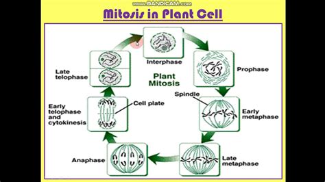 Top 172 Mitosis Animal Cell Vs Plant Cell