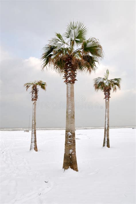 Palm Trees Covered With Snow Stock Image Image Of Snow