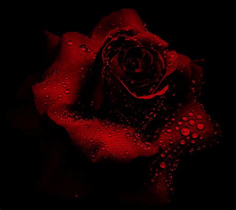 Rose Drop Drops Flower Love Red Red Rose Water Drop Hd