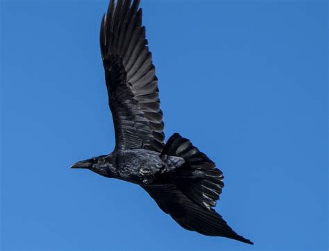 Common Raven Corvus Corax Flickr