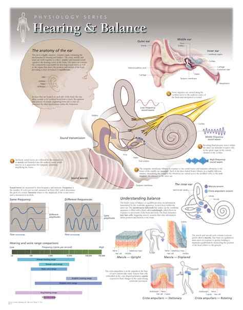The Ear Organs Of Hearing And Balance Anatomical Char