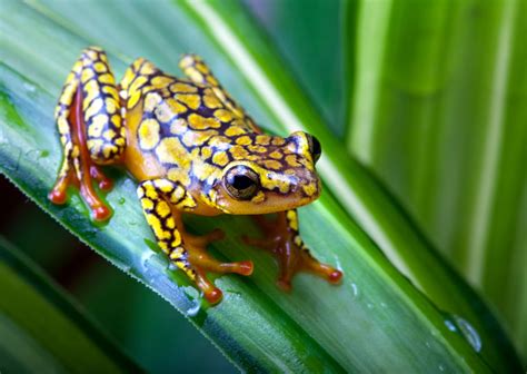 Poison Dart Frog Facts