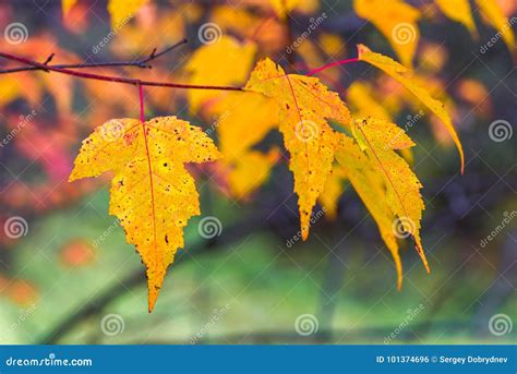 Autumn Leaves On A Blurry Background Stock Photo Image Of Beauty