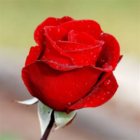 Flores E Frases Rosa Vermelha