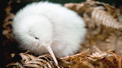 Why Albino Animals Aren't Always White (And Non-Albino Animals Are)